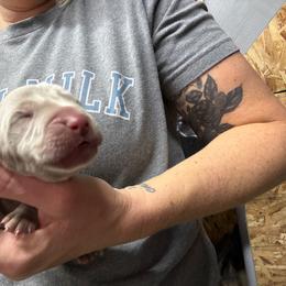 Silver male - Silver gray male Weimaraner puppy in Lancaster, Kentucky from Heavy Hollow Farm