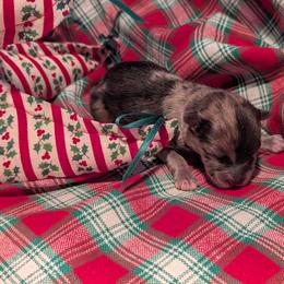 Eve - Red parti female Pomeranian puppy in Comer, Georgia from HillTop Pomeranians ✨