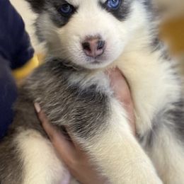 Siberian Huskies from Ultimate Legacy