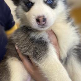 Siberian Huskies from Ultimate Legacy