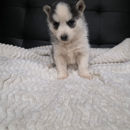 Girl 2 - Black and white female Pomsky puppy in Cedar City, Utah from Pomsky Play-ce