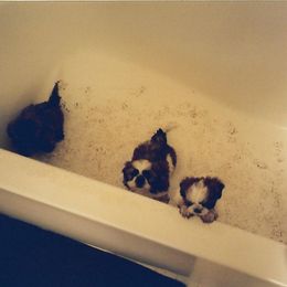 Shih Tzu Puppies from Shih Tzu Dreams Come True