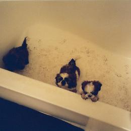 Shih Tzu Puppies from Shih Tzu Dreams Come True