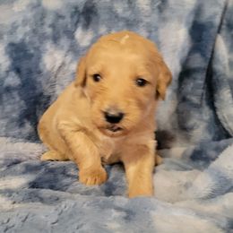 Girl 5 lavender - Apricot female Goldendoodle puppy in Blountsville, Alabama from Southern Charm Goldendoodles
