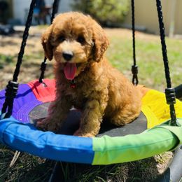 Poodle Puppies from Poodles of Tampa Bay