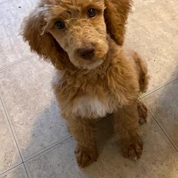 Stetson - Apricot male Poodle puppy in Dayton, Washington from Country Sundance Poodles