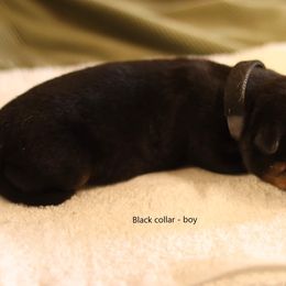 Rottweiler Puppies from Vom Hause Alistair