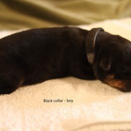 Rottweiler Puppies from Vom Hause Alistair