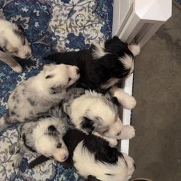 Miniature Australian Shepherd puppies from Laurie's Miniature Australian Shepherds
