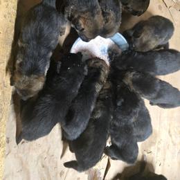 Male 2500 - Sable male German Shepherd puppy in Buckfield, Maine from Levesques German Shepherds