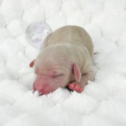 Maggie🩷 - Cream female Dachshund puppy in New Braunfels, Texas from 2 Knights Doxies