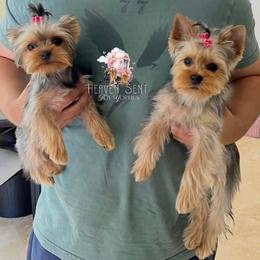Yorkshire Terrier Puppies from Heaven_sent_toy_yorkies