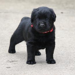 Labrador Retriever Puppies from Prebleridge Acres