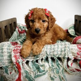 Belle - Red  female Goldendoodle puppy in from Pink Poodles and Doodles