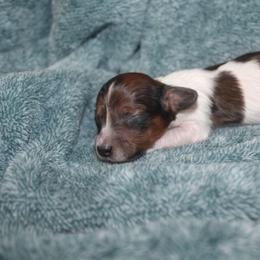 James - Red male Dachshund puppy in La Junta, Colorado from Royal King’s Mini Dachshunds