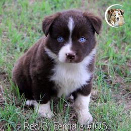Aussiedoodle, Australian Shepherd, Miniature Australian Shepherd, and Toy Australian Shepherd Puppies from 3Laussies