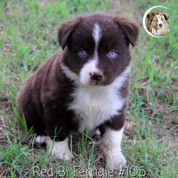 Aussiedoodle, Australian Shepherd, Miniature Australian Shepherd, and Toy Australian Shepherd Puppies from 3Laussies