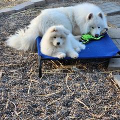 Samoyed Puppies from Dream Samoyeds