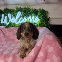 Angelica - Piebald female Dachshund puppy in Lake City, Florida from My Ditzy Doxies of Florida