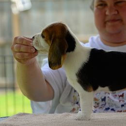 Beagle Puppies from Richmark Beagles