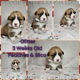 Glitter - Red female Pembroke Welsh Corgi puppy in Kiowa, Colorado from Cool Water Corgis LLC