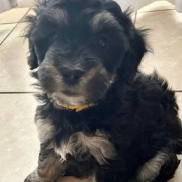 Maple - Tri-color female Bernedoodle puppy in Port Saint Lucie, Florida from Eastside Paws LLC