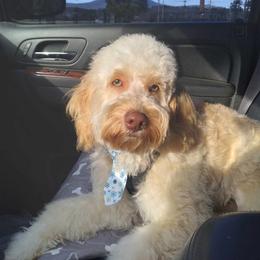Smitty - Cockapoo
