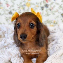Poppy - Red female Dachshund puppy in Cape Coral, Florida from Dear Dachshunds