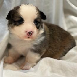 Rhys - Red male Pembroke Welsh Corgi puppy in Inola, Oklahoma from Pine Lane Pembrokes