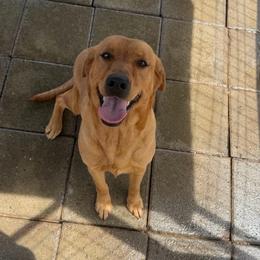 Raya - Labrador Retriever