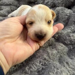 Cream Piebald 4000 Female LH Purple - Piebald female Dachshund puppy in Fenton, Michigan from Always Darling Dachshunds