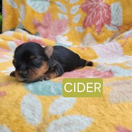 Cider - Black and gold male Yorkshire Terrier puppy in Middleton, Idaho from Rocky Mountain Yorkies