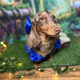 Mocha - Dachshund