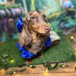 Mocha - Dachshund