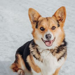 Zuma - Pembroke Welsh Corgi