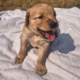 Mrs Potato- Purple collar (3rd pick female) - Golden female Golden Retriever puppy in Tenino, Washington from Oak River Goldens'