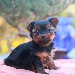 Precious Girl - Black and gold female Yorkshire Terrier puppy in Stanton, California from Essence of Grace Yorkies