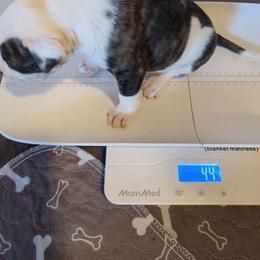 Girl 5 - White female American Bulldog puppy in La Porte, Indiana from Slayton's American Bulldogs