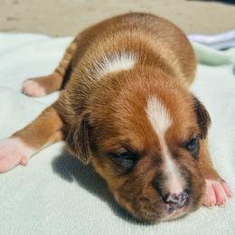 Nico - Red male American Staffordshire Terrier puppy in Guilford County, North Carolina from Explicit Kennel