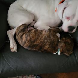 Boxer Puppies from Keen Boxers