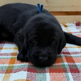 Blue - Black male Labrador Retriever puppy in Heath Springs, South Carolina from Rich Hill Retrievers