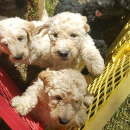 Poodle Puppies from Caney Creek Kennel & Grooming