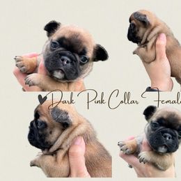 French Bulldog Puppies from Royal Connection French Bulldogs