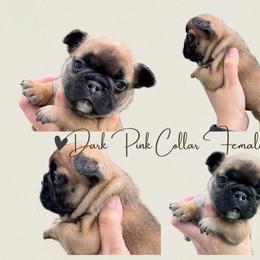 French Bulldog Puppies from Royal Connection French Bulldogs