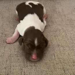 Boy 3 - male Brittany puppy in Kathleen, Georgia from Reas’s Brittany’s of Middle Georgia