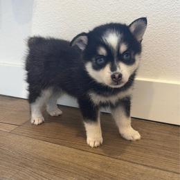 Emery - Black and white male Pomsky puppy in Tonasket, Washington from Washington Pomskies