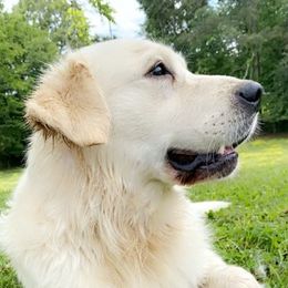 Max - Golden Retriever