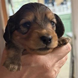 Puppy 4 - Red male Dachshund puppy in Franklin, Georgia from Lakeside Kennels of Franklin
