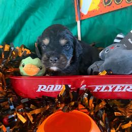 Gallagher - Black and tan male Cockapoo puppy in Holton, Indiana from MoonShine Babies / OZ