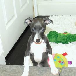 Milania Female 2 - Blue female Italian Greyhound puppy in Sparta Tn And Caryville Fl, Tennessee from Summerwind Kennel